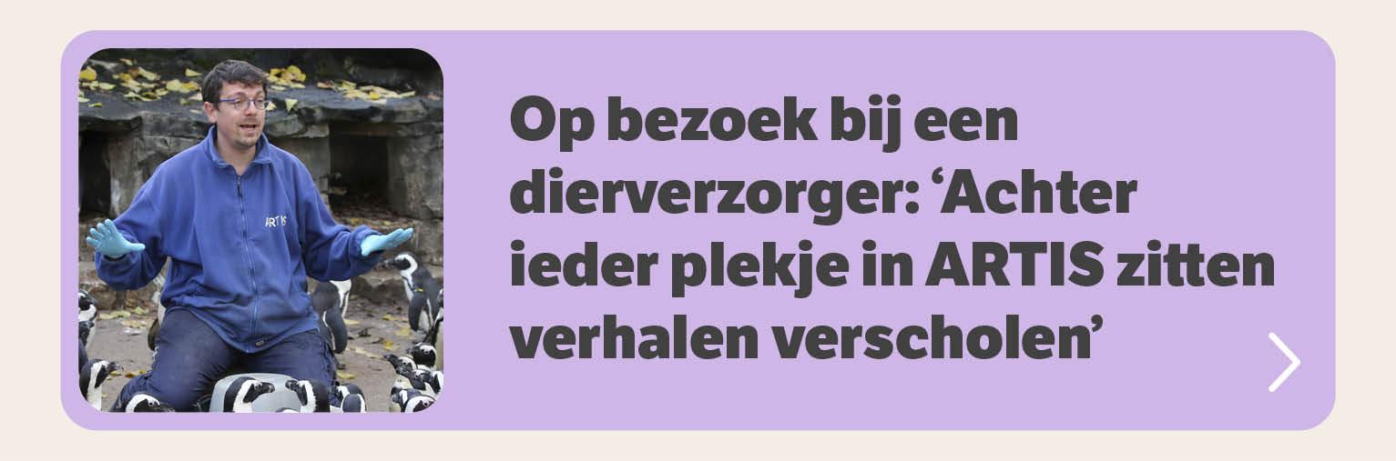 Op bezoek bij een dierverzorger: 'Achter ieder plekje in ARTIS zitten verhalen verscholen