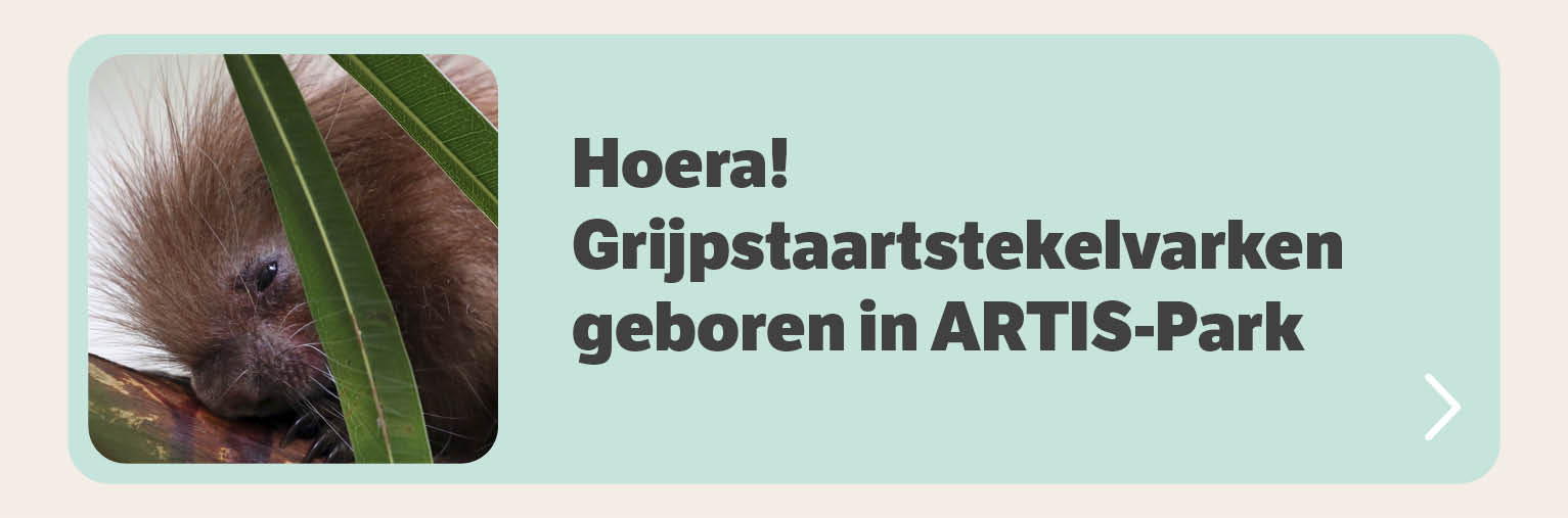 Hoera! Grijpstaartstekelvarken geboren in ARTIS-Park