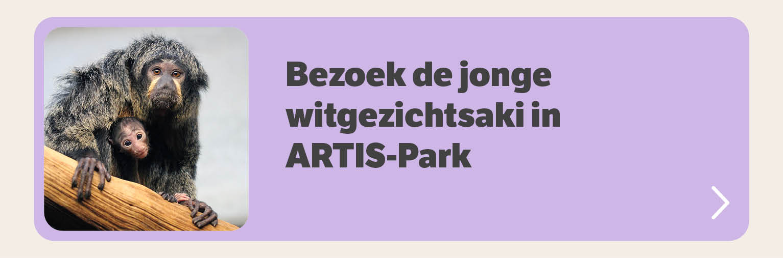 ARTIS-Park