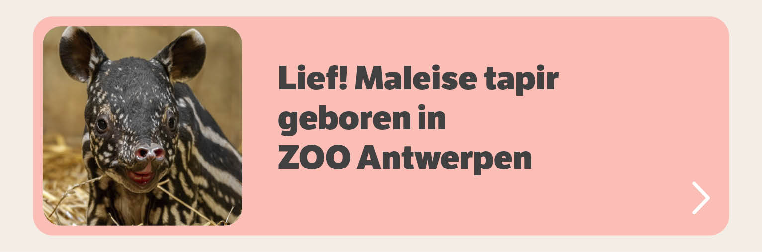 Lief! Maleise tapir geboren in ZOO Antwerpen