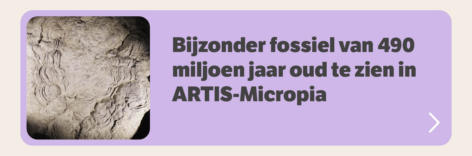 Bijzonder fossiel van 490 miljoen jaar oud te zien in ARTIS-Micropia