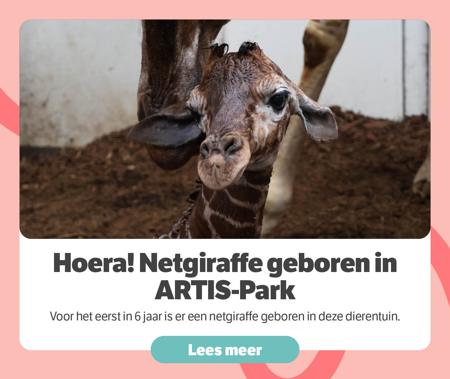 Hoera! Netgiraffe geboren in ARTIS-Park