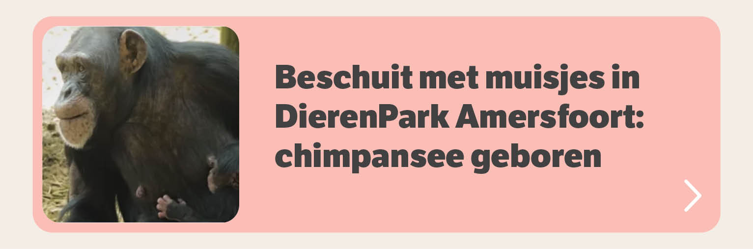 Beschuit met muisjes in DierenPark Amersfoort: chimpansee geboren