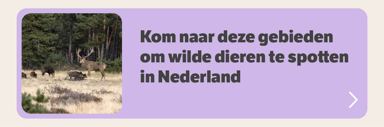 Kom naar deze gebieden om wilde dieren te spotten in Nederland