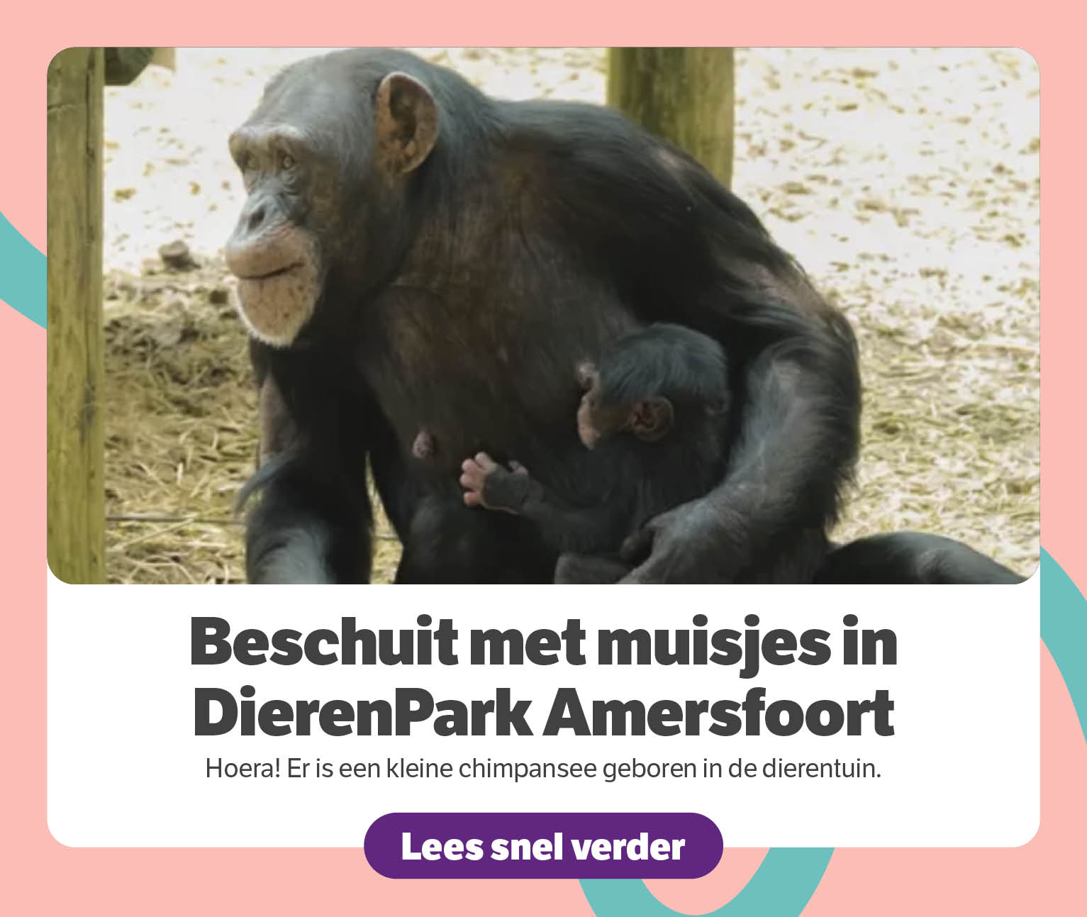 Beschuit met muisjes in DierenPark Amersfoort