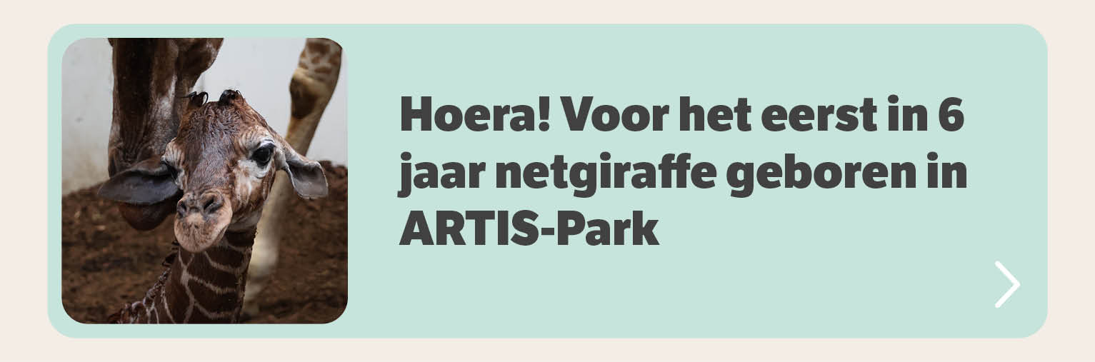 Hoera! Voor het eerst in 6 jaar netgiraffe geboren in ARTIS-Park