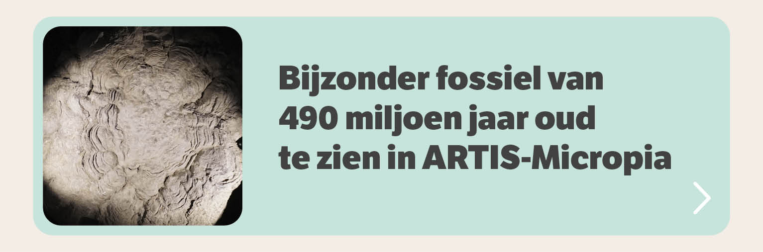 Bijzonder fossiel van 490 miljoen jaar oud te zien in ARTIS-Micropia