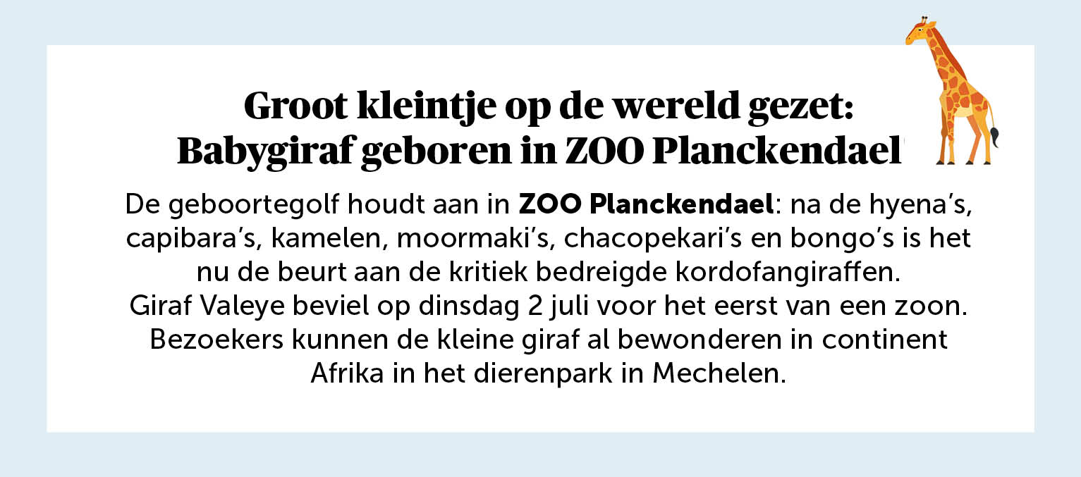 Groot kleintje op de wereld gezet: Babygiraf geboren in ZOO Planckendael