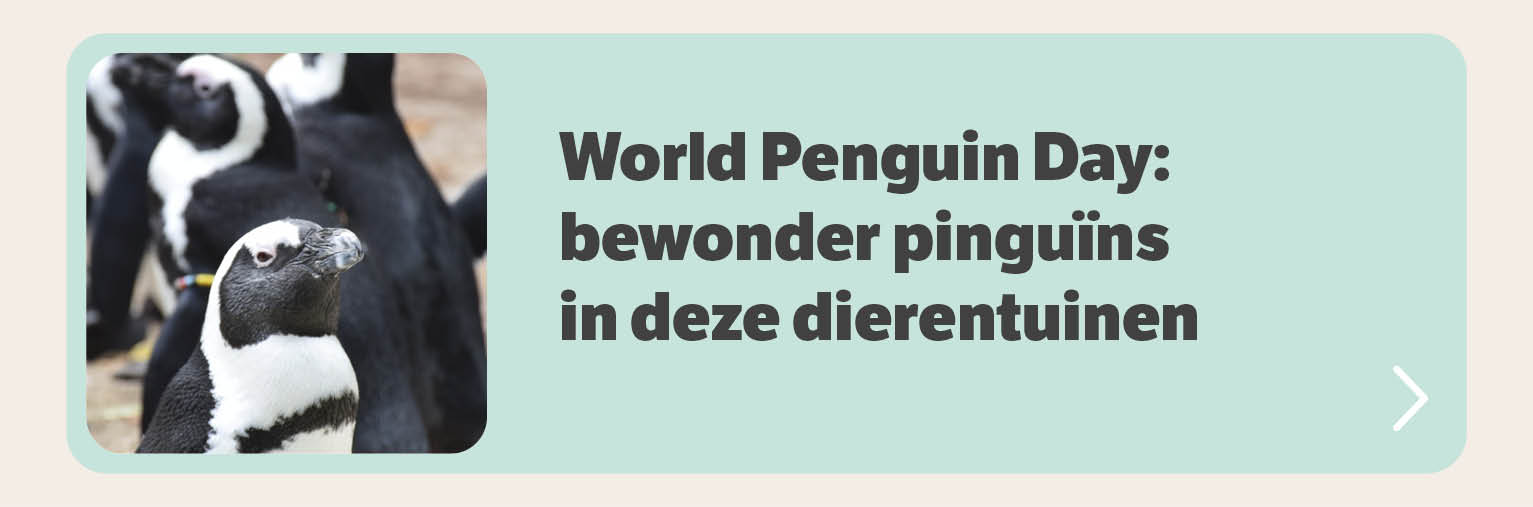 World Penguin Day: bewonder pinguins in deze dierentuinen