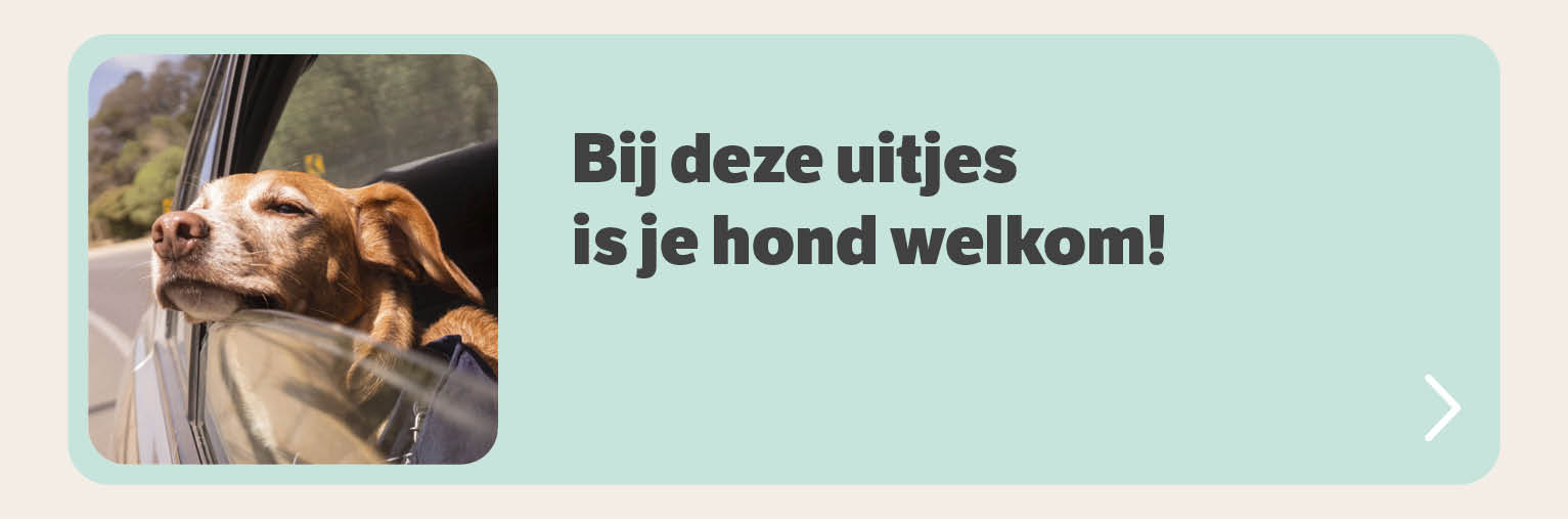 Bij deze uitjes is je hond welkom!