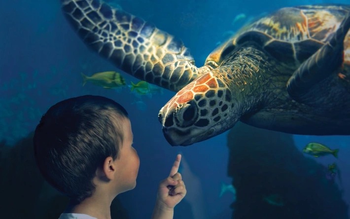 Sea Life Scheveningen Sea Life Scheveningen